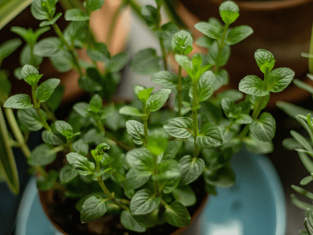 cultivar hierbas aromáticas